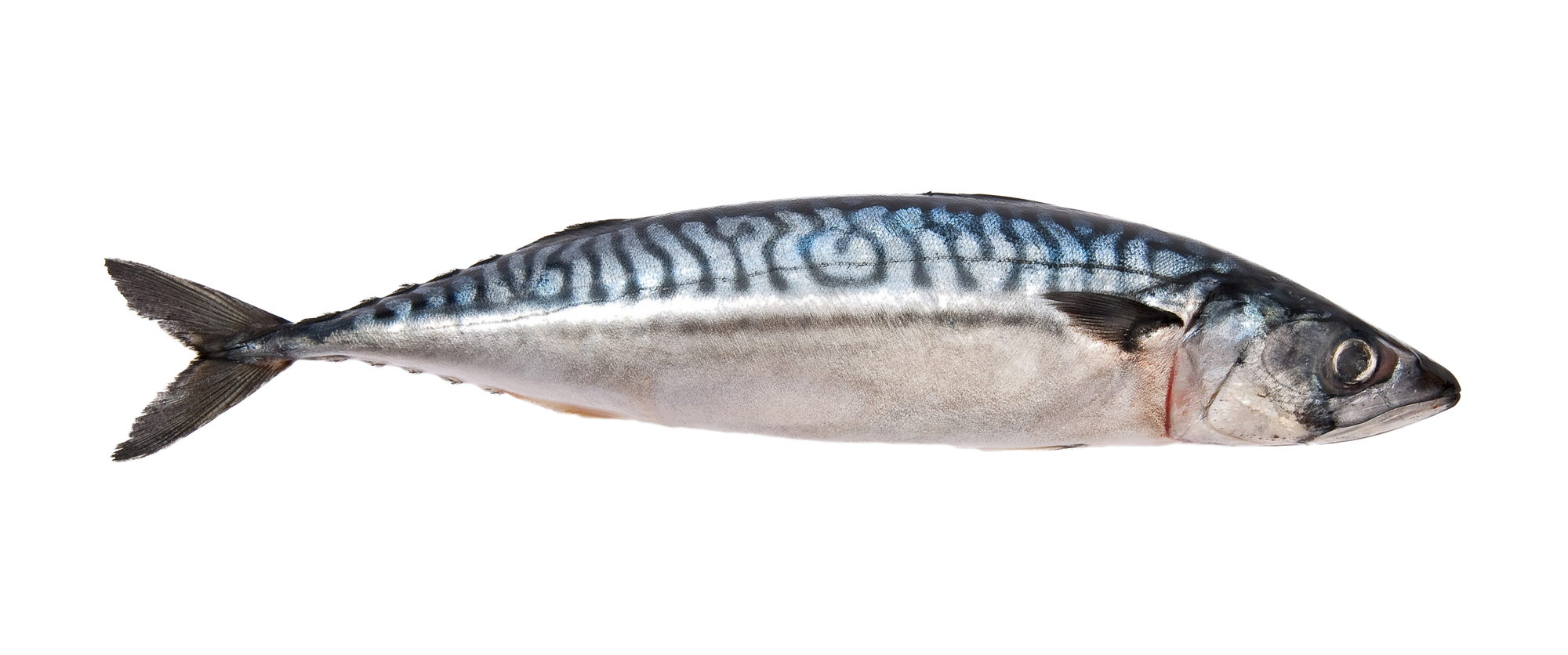 MACKEREL WHOLE 4LB BAG