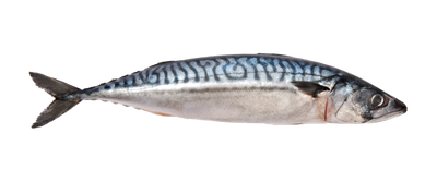 MACKEREL WHOLE 4LB BAG