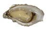 OYSTER 1/2 SHELL 12pc/Tray