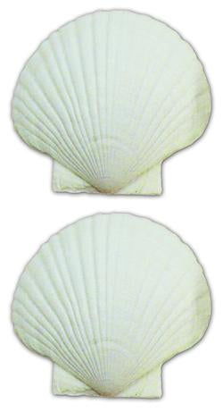 SCALLOP BAKING SHELLS 4" 4PCS