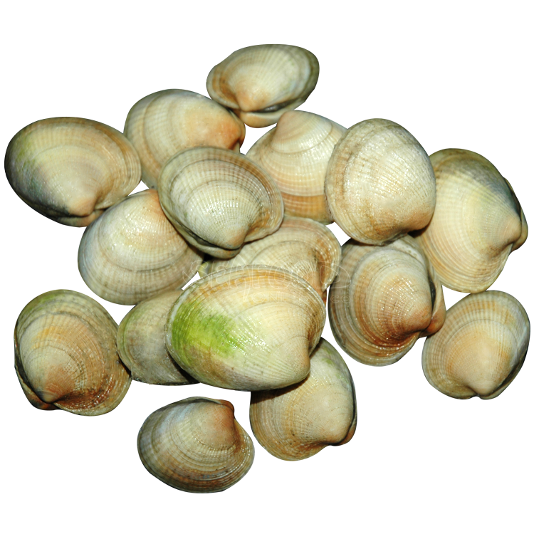 CLAMS PASTANECK 5 LB BAG